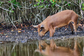 Wild boar foraging in a marsh 