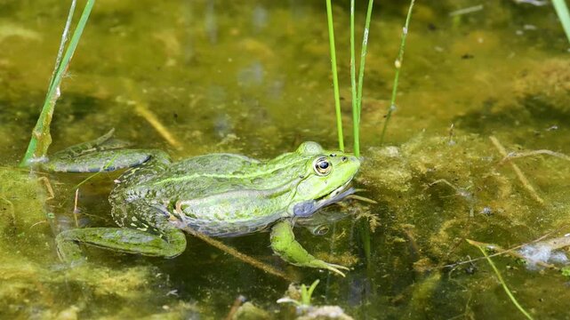 Frog in pond. Amphibian resting on water surface among aquatic plants. Wildlife, nature, and wetland habitat in close-up view, water animals wildlife in summer. Green frog in the natural habitat