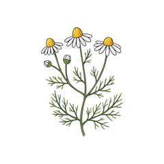 (Chamomile Flowers Botanical Illustration. Delicate chamomile blossoms on a dark backdrop. This herbal plant symbolizes serenity and natural healing, perfect for soothing concepts.)