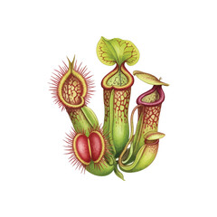 (Carnivorous Plant Botanical Art. Illustrative depiction of fascinating predatory flora. Showcases vibrant pitcher and unique Venus flytrap, highlighting nature's intriguing adaptations.)