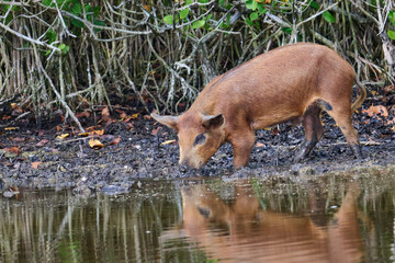 Wild boar foraging in a marsh 