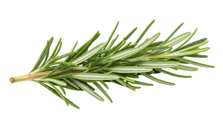 Isolated Fresh Rosemary Sprig