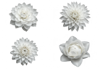 Photo of a collection of four white dahlia and camellia flowers isolated on transparent background, showcasing their intricate petal patterns