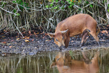 Wild boar foraging in a marsh 