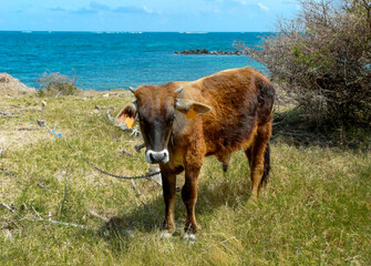 Creole Cow Grazing by the Caribbean Sea on a Sunny Day