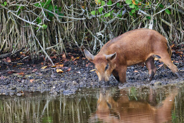 Wild boar looking for food in a marsh. 
