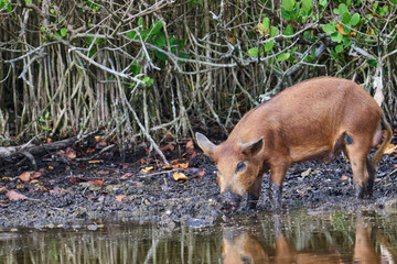 Fototapeta premium Wild boar looking for food in a marsh. 