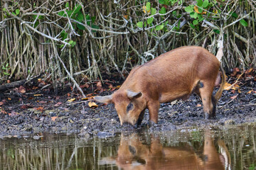 Wild boar looking for food in a marsh. 