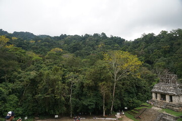 Tree, Tourist, Ruins of palenque, maya, ancient, arquitecture, green, vegetation, trees, jungle at chiapas, mexico