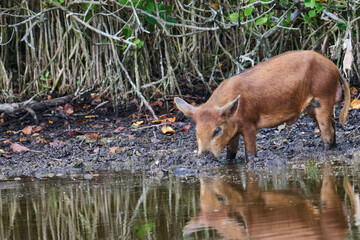 Wild boar looking for food in a marsh. 