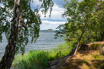 Fototapeta premium Swedish summer coastal landscape with birch trees