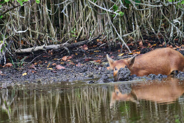 Wild boar looking for food in a marsh. 