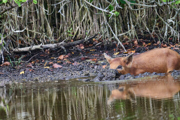 Wild boar looking for food in a marsh. 