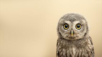Fototapeta premium Close-up portrait of a cute baby owl with big yellow eyes. Young owlet on a beige background with copy space for text.