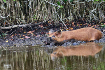 Wild Boar looking for food in a marsh. 