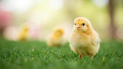 A cute yellow baby chick on green grass outdoors. Small fluffy chicken in a spring meadow with a blurred background. Easter concept with copy space.