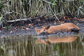 Wild Boar looking for food in a marsh. 
