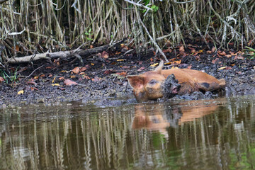 Wild Boar looking for food in a marsh. 