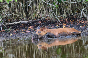 Wild Boar looking for food in a marsh. 
