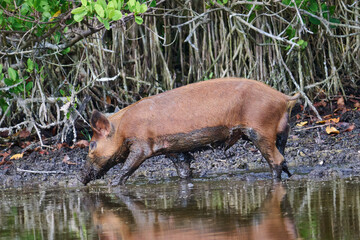 Wild Boar looking for food in a marsh. 