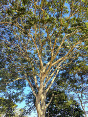 Libidibia ferrea illuminated by the sun. It is a large tree native to Brazil, native to the Atlantic Forest, on the slopes of the Atlantic Forest.