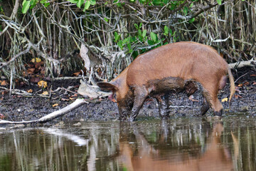 Wild Boar looking for food in a marsh. 