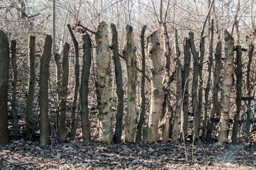 Handmade fence from wooden sticks against a forest background in early spring.