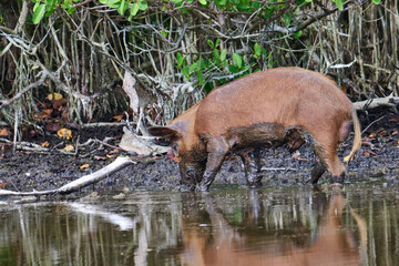 Wild Boar looking for food in a marsh. 