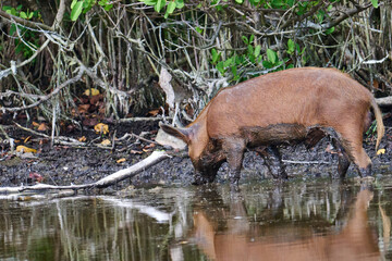 Wild Boar looking for food in a marsh. 