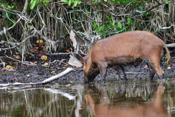 Wild Boar looking for food in a marsh. 