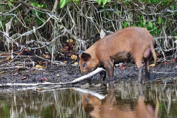 Wild Boar looking for food in a marsh. 
