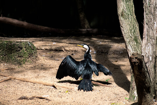 Little Pied Cormorant (Microcarbo melanoleucos) at a wildlife park tree in Sydney, NSW, Australia. (Photo by Tara Chand Malhotra)