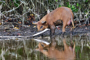 Wild Boar looking for food in a marsh. 