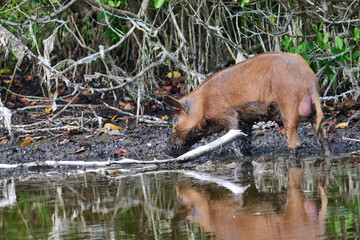 Wild Boar looking for food in a marsh. 