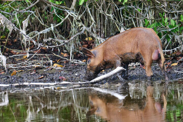 Wild Boar looking for food in a marsh. 