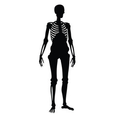 Silhouette of a human skeleton full body anatomy chart anatomical illustration depicting the skeletal system for medical and educational purposes