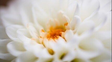 Obraz premium A macro closeup of a white daisy's petals and a yellow center blooming in the summer