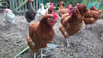 free range chicken