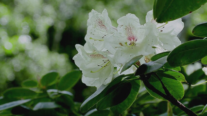 White rhododendron in backlight