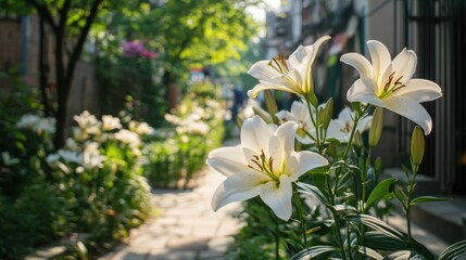 Obraz premium a small garden on the sidewalk of a street full of lily flowers, but one stands out
