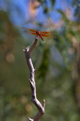 Vertical of colorful, delicate, amber Flame Skimmer Dragonfly in selective focus in American Southwest