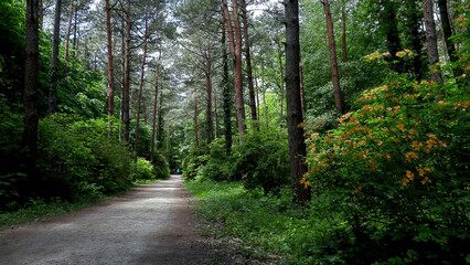 Fototapeta premium Path in the woods