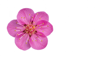Photo of a perfectly symmetrical pink cherry blossom isolated on transparent background displays its delicate petals and golden stamens