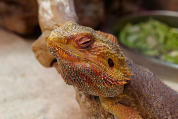 Bearded dragon, Pogona vitticeps, also known as inland bearded dragon