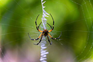 Yellow Garden Spider (Argiope aurantia) spinning silk thread in a dynamic close-up showing web-building behavior.