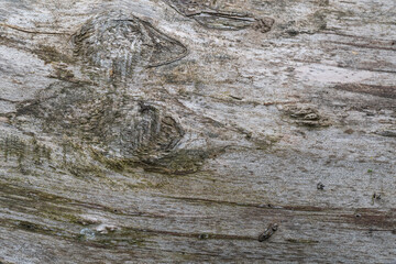 Weathered wooden surface with visible grain and knots in close-up view