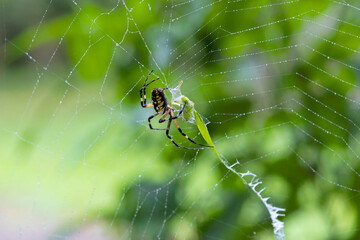 Yellow Garden Spider (Argiope aurantia) spinning silk thread in a dynamic close-up showing web-building behavior.