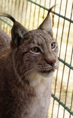 lynx in cage