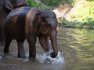 Fototapeta premium elephant in the water