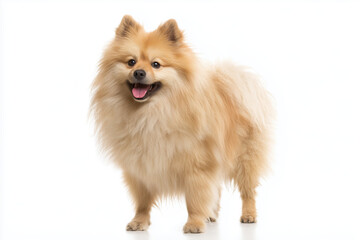 Fluffy pomeranian dog standing proudly on a white background showcasing its playful personality